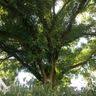 Schipper groenbeheer