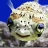 Sea Life Aquarium Services