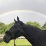 Second Chance Thoroughbreds, Inc.
