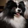 Shanti Canine Spa