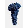 Sheehan Winery