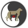 Shiloh Animal Hospital