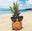 Tiki Hut Tanning Salon and Boutique