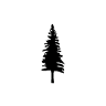 Silver Pine Medical Group