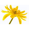 Simply Herbal organics