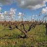 Smallfry wines