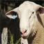 Smithston Farms Pty Ltd