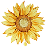 Smude Sunflower Oil