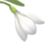 Snowdrop flowers