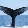SoCal Whale Watching