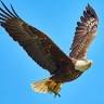 Solon Eagle Lodge