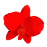 Sorocaba Orquídeas