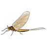 South Holston River Fly Shop