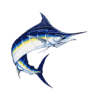SPORTFISHING BLUE MARLIN