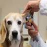 Sterling Animal Clinic