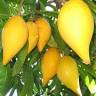 Sub-Tropical Fruit Club Of Qld Inc