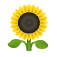 Sunflower Yoga