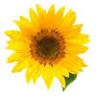 Sunflower Aesthetics