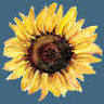 Sunflower Bakery