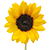 Sunflower Shack