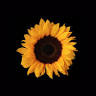 Sunflower Studio Strength Training & Yoga