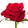 Swadesh Flowers