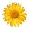 Daisy Nursery