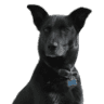 Taos Black Dog Antiques & Estate Sales