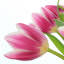 Tennessee Wholesale Florist