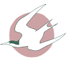 Tern Club