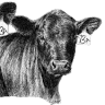 Terra Valley Farms