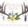 The Blinged Buck