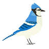 Bluejay Pharmacy & Medical Supply