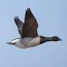The Brant