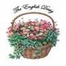 The English Daisy