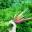 Fiddlehead Farm