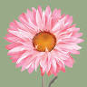 House of Flowers