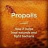 Melia Propolis Kampung Lio