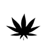 The New Amsterdam