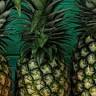 The Pineapple House