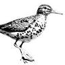 The spotted sandpiper
