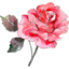 The Tilted Bucket Florist