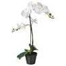 The White Orchid