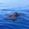 Third Element Charters Whale Watching & Sailing Charters