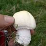 Thrive Bushcraft