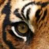 Tiger Den Resort
