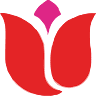 Тюльпаны оптом Tulpan-bel.com