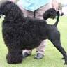 Uptrend Kennels