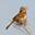 urban sparrow