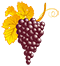 Majestic Agrowine - viasigradina.ro